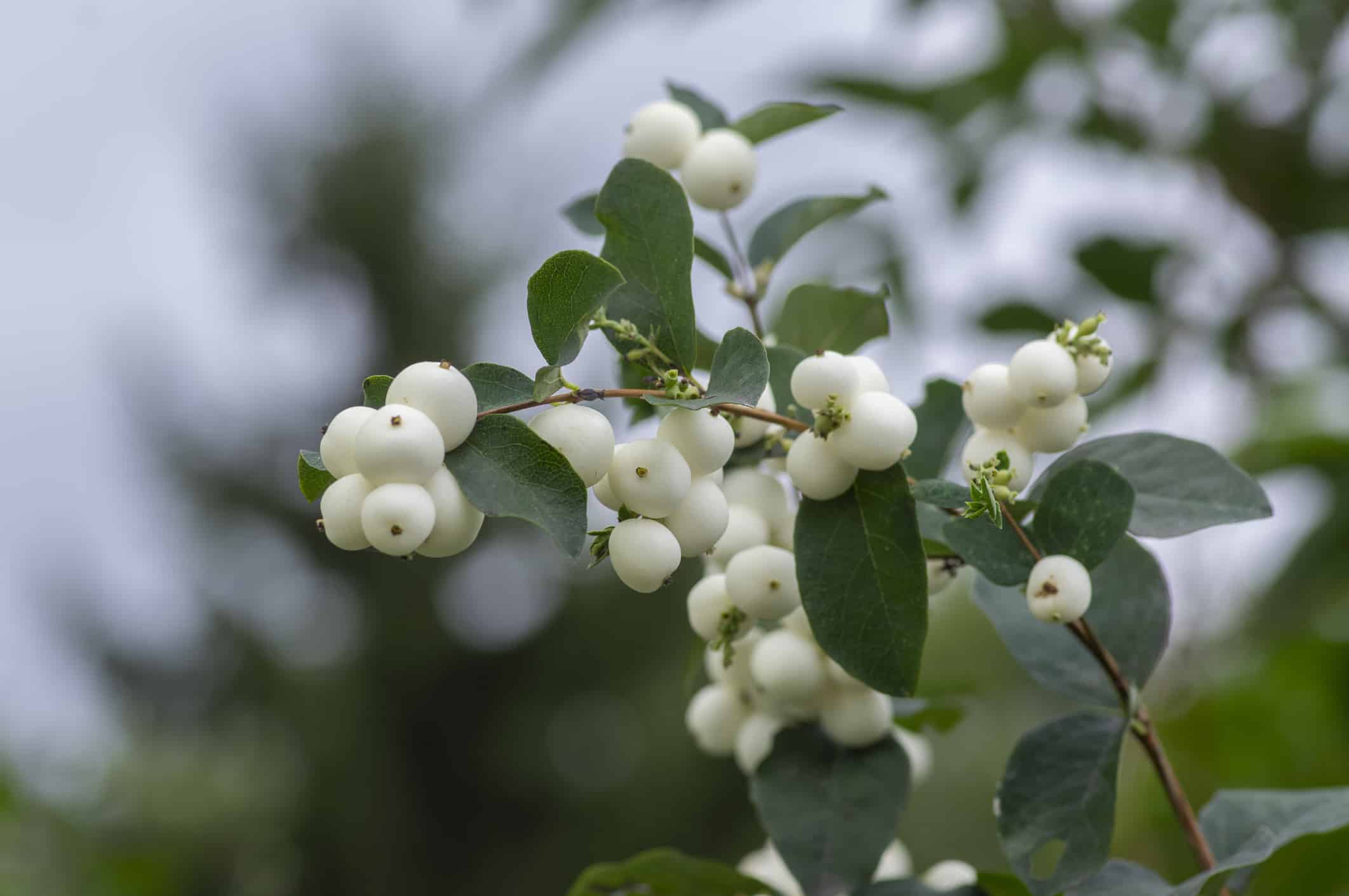 Detail of snow berries white on Symphoricarpos albus branches, beautiful ornamental ripened autumnal white fruits in daylight