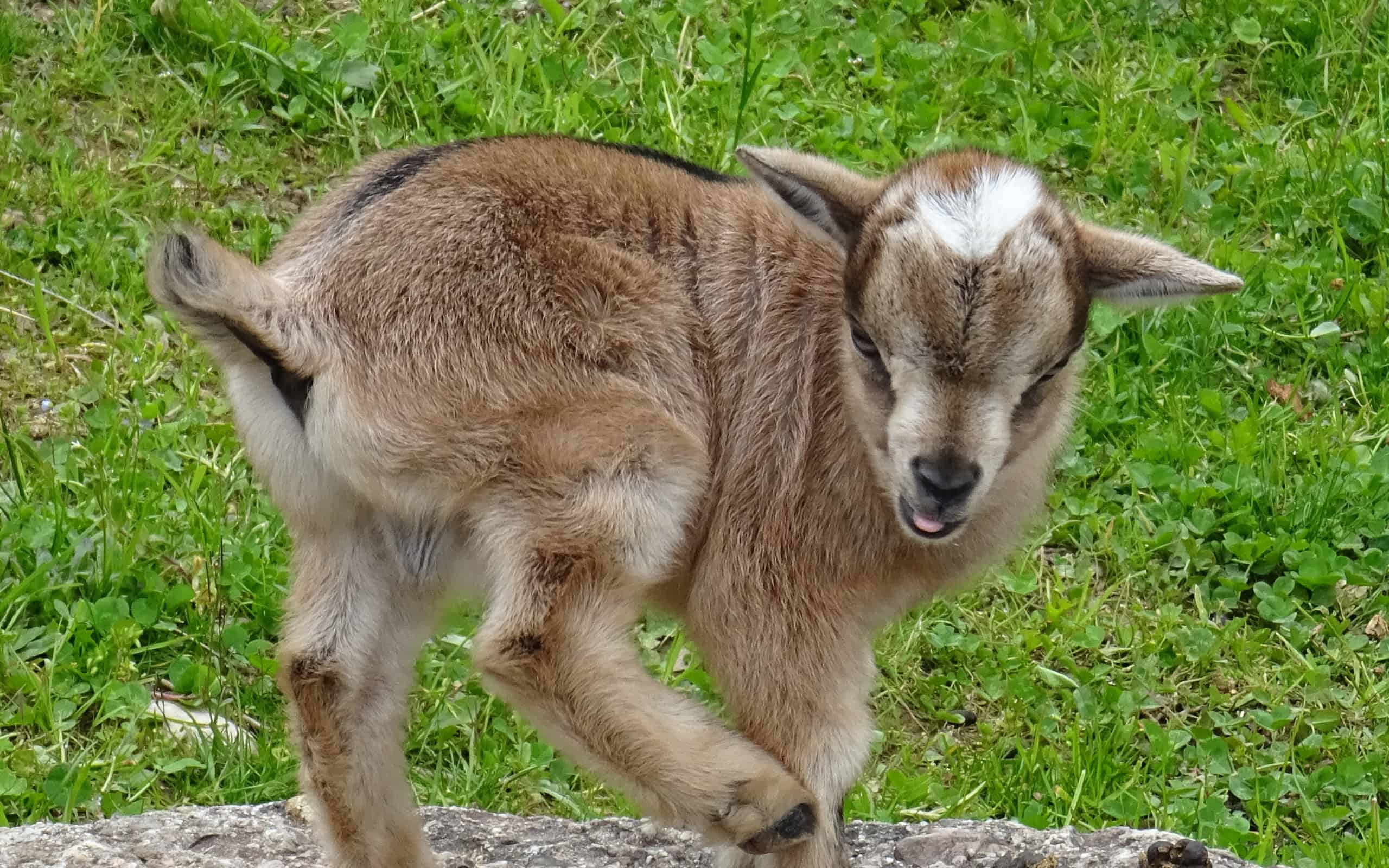 Young pygmy goat