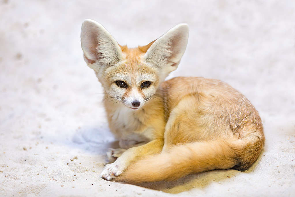 Fennec fox, Vulpes zerda is a small crepuscular fox