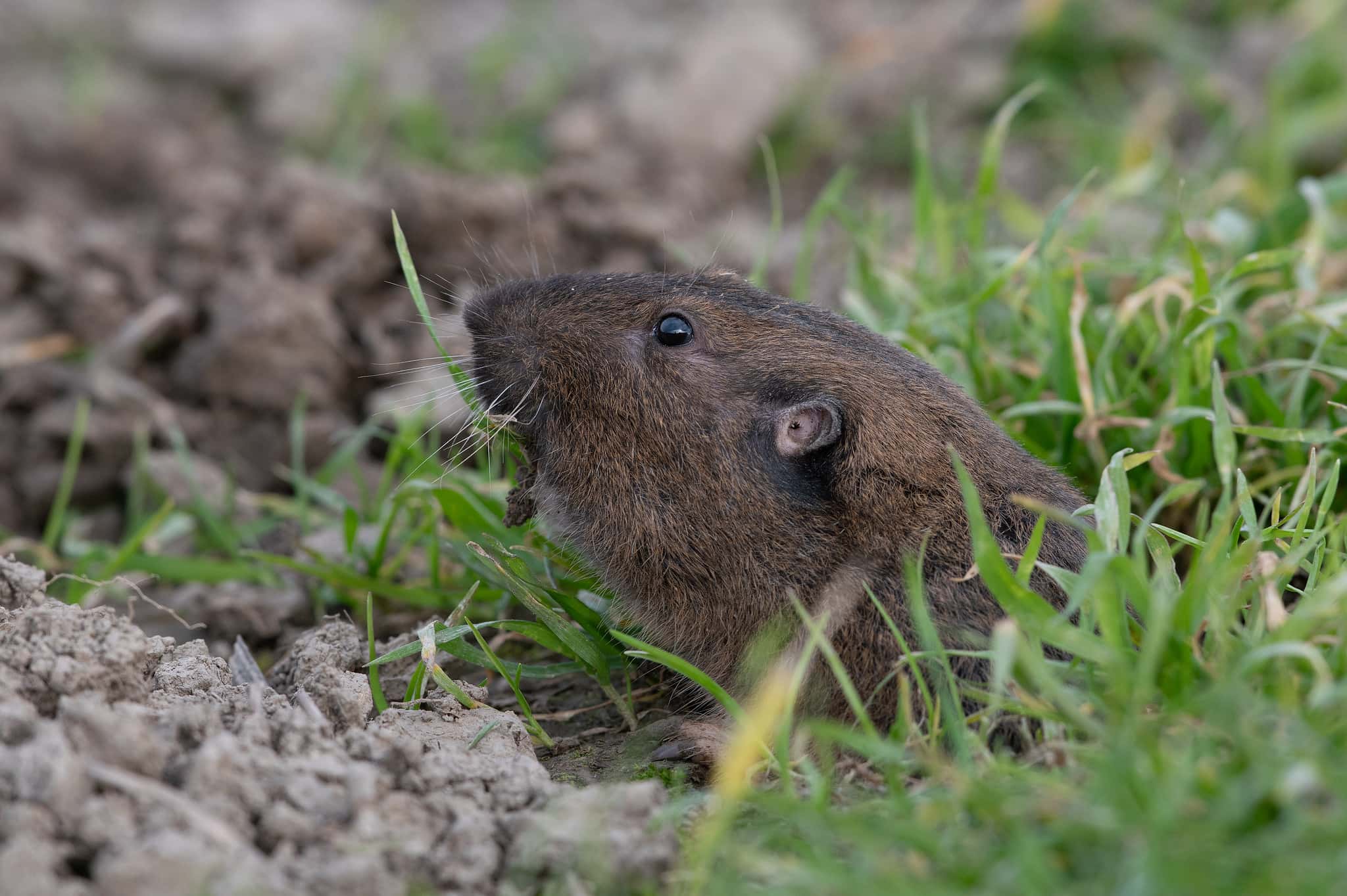 How Big Do Gophers Get? Compare Their Size to Other Rodents - A-Z Animals