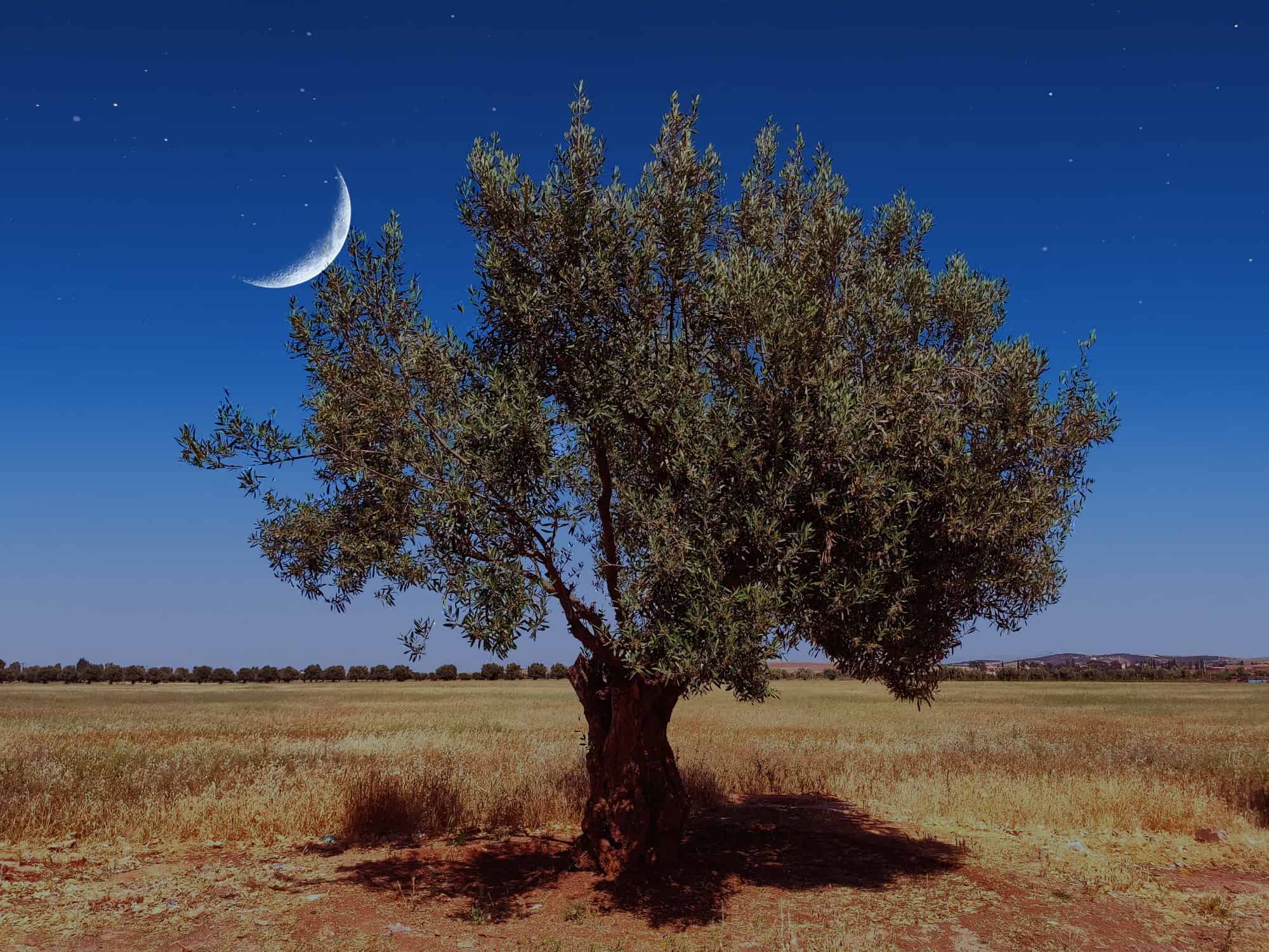 Beautiful olive tree (olivea europaea) alone in a field by night. Remarkable evening crescent moon. Picture taken in Hamman Bou Hadjar, a small village in the North West of Algeria.