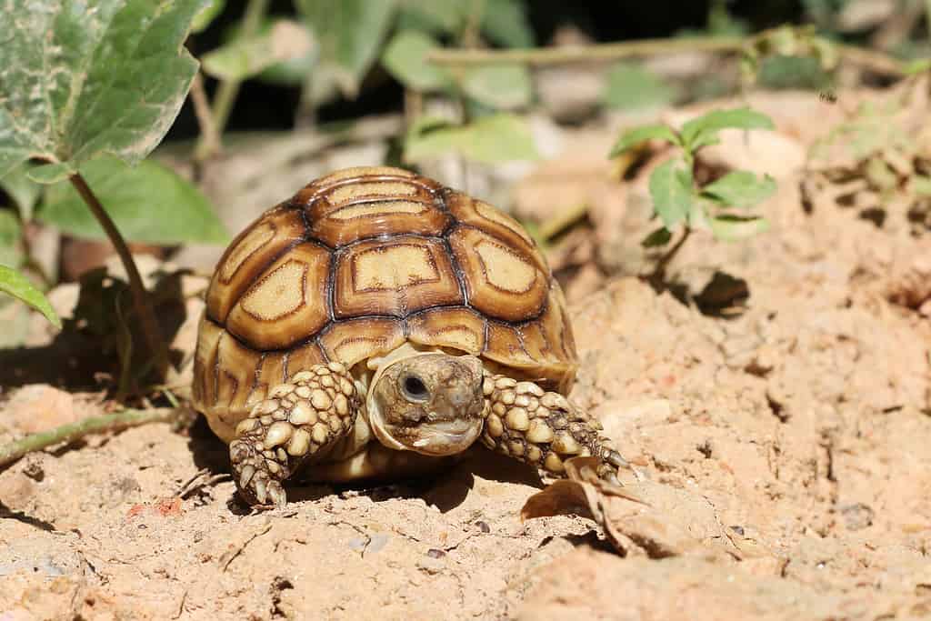 Baby African Sulcata Tortoise Natural Habitat