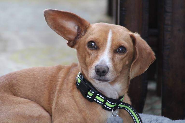 How big does a full-grown Chiweenie get