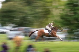 The 14 Best Horse Breeds For Eventing Picture