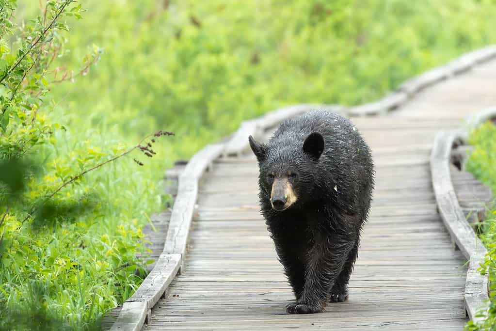 black bear walks alone on wooden boardwalk, surrounded by green, lush trees