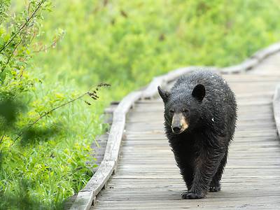 Kodiak Bear vs Siberian Tiger: Who Would Win in a Fight? - A-Z Animals