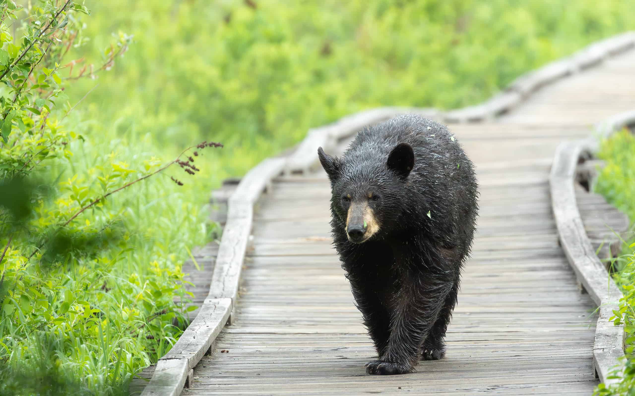 black bear walks alone on wooden boardwalk, surrounded by green, lush trees
