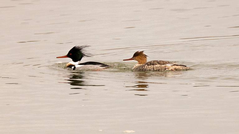Common Merganser