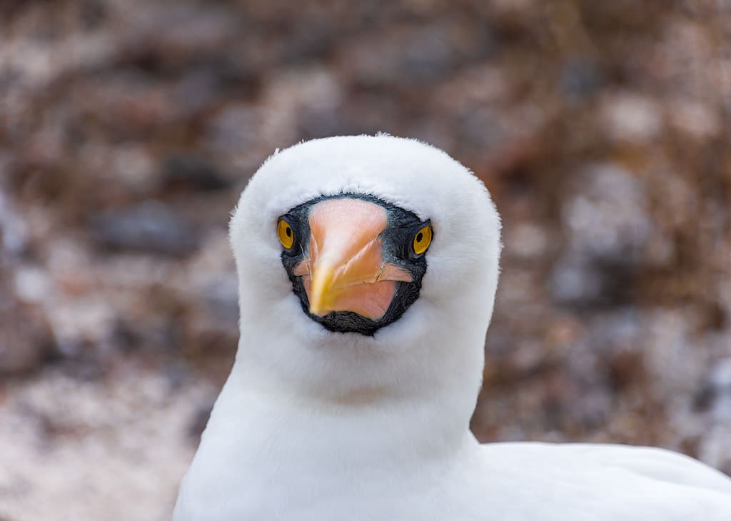 Nazca Booby in the Galapagos, Ecuador