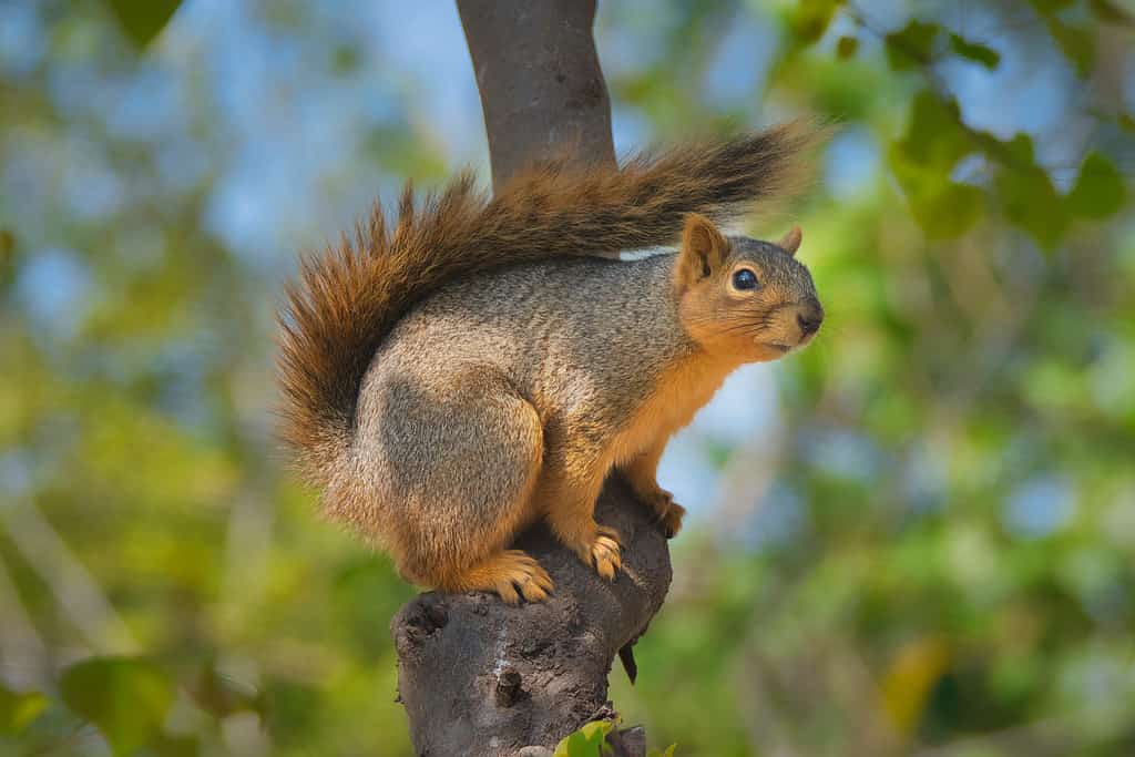 Squirrel on a Tree Branch