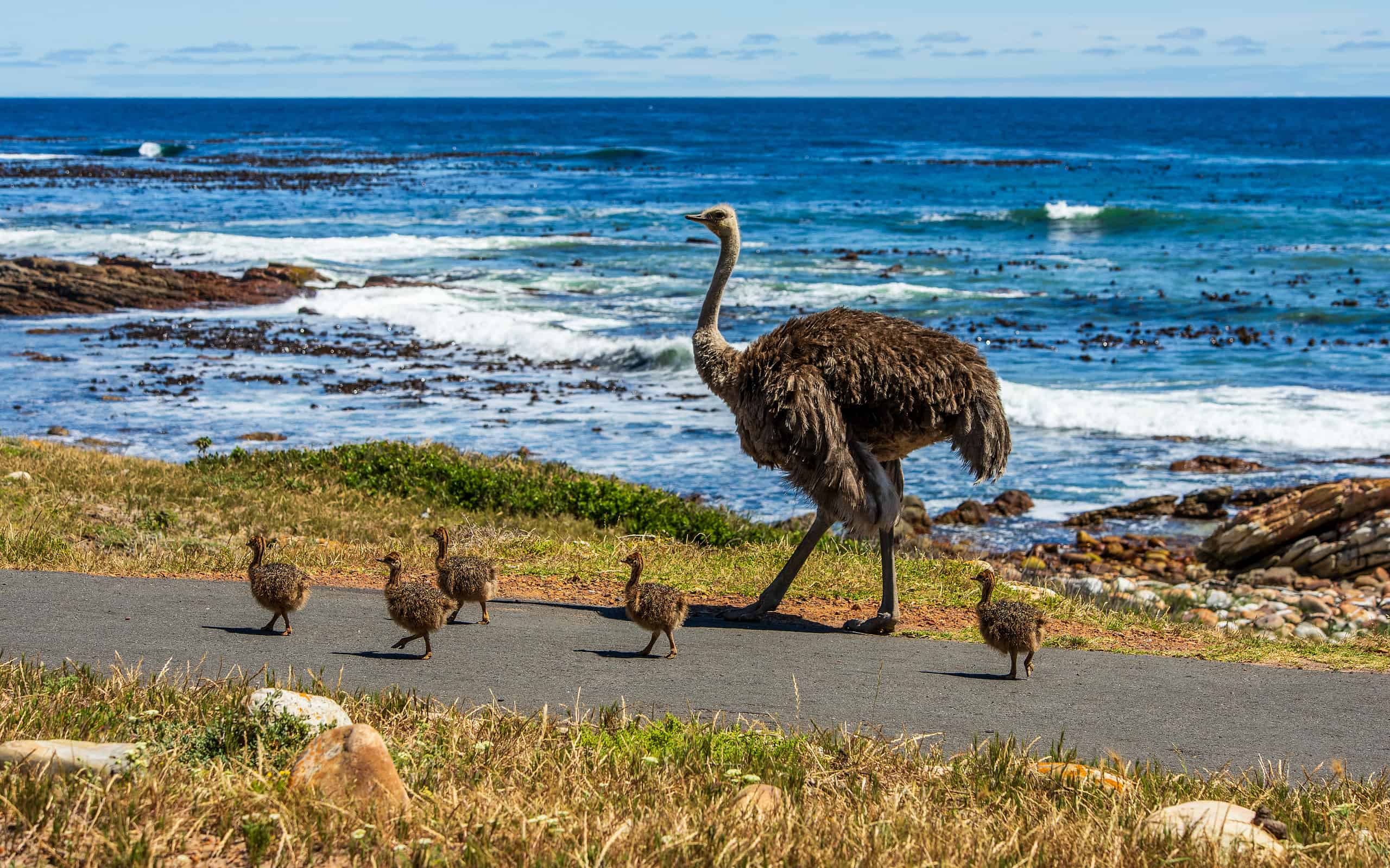 Ostrich Family at Cape of Good Hope