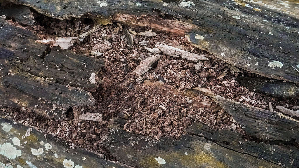 Close-up of decayed old rotten wood log. Old tainted wood log in a house. old cracked rotten damage wood with dirt and scratches. Termites, fungus, pest