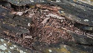Decomposing Slug Slug Lifespan: How Long Do Slugs Live? - A-Z Animals