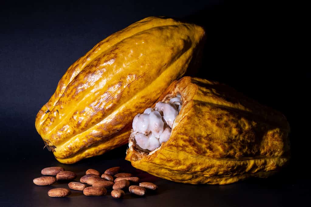 Fine Aroma Cacao Fruit, Ecuador