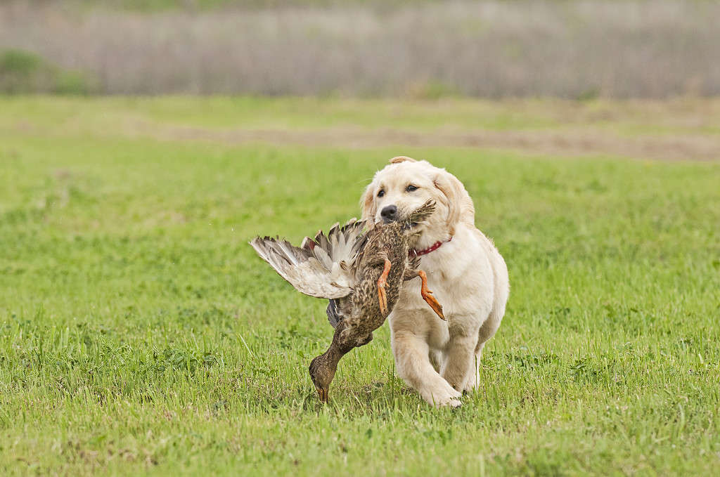 Golden Retrievers as Hunting Dogs: 10 Pros and Limitations to Know - A ...