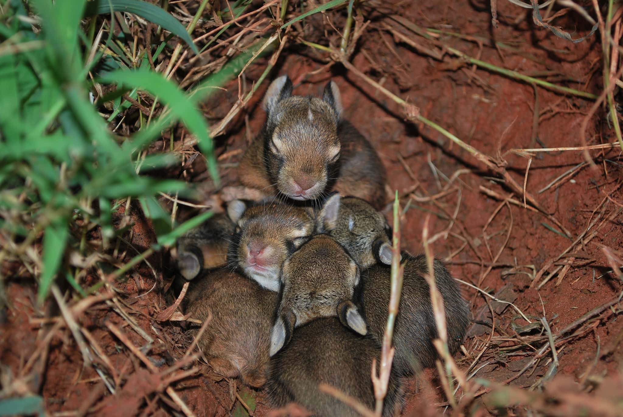 Eastern Cottontail Lifespan: How Long Do They Live? - A-Z Animals