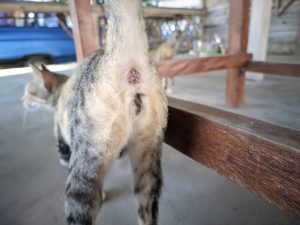 7 Ways To Tell If Your Cat Needs Its Glands Expressed Picture