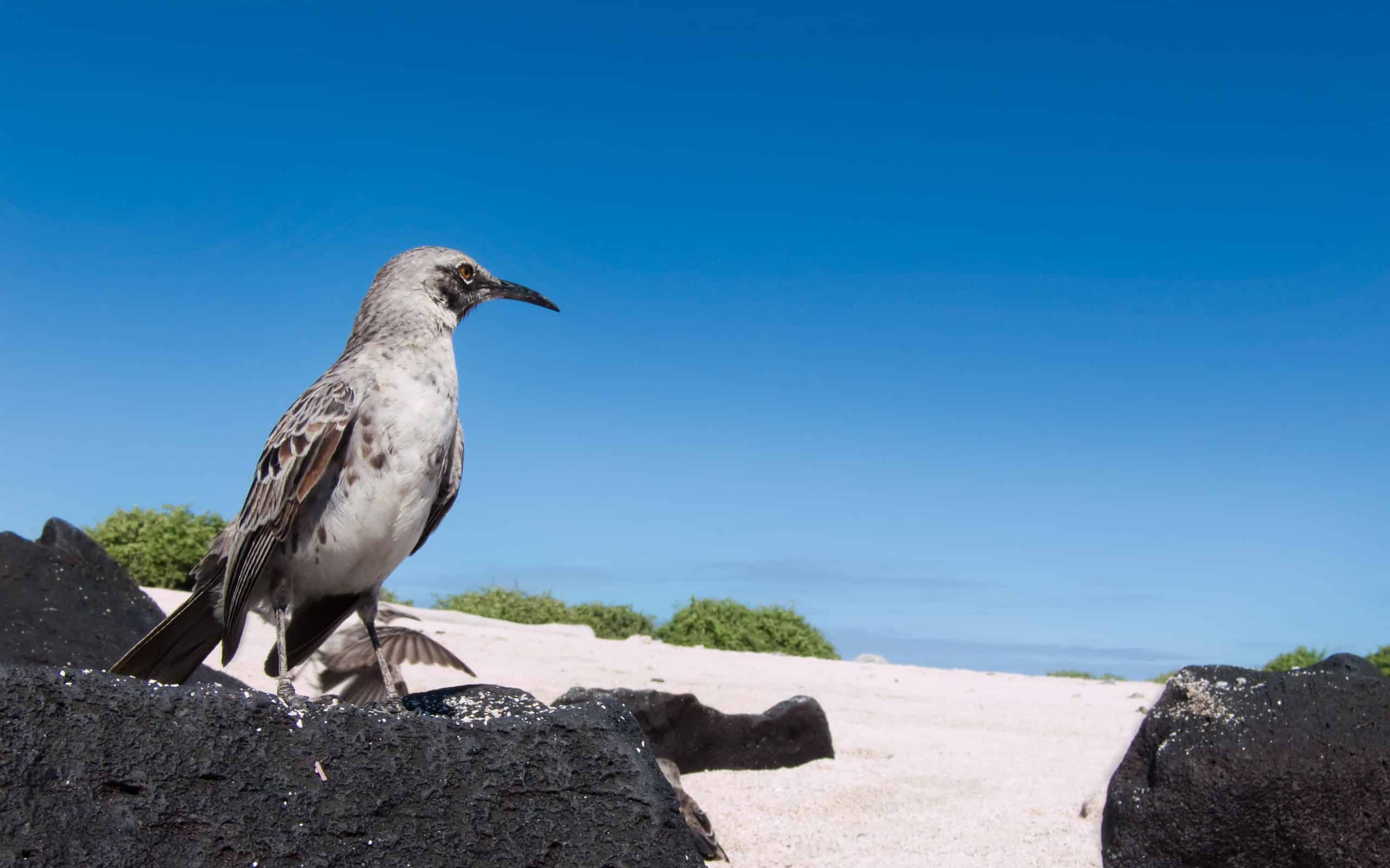 Española Mockingbird- one of the more than 25 fascinating animals of the Galapagos Islands