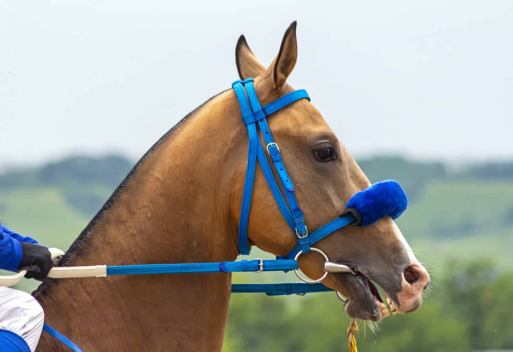 The 21 Surprising Horse Breeds Used For Racing AZ Animals