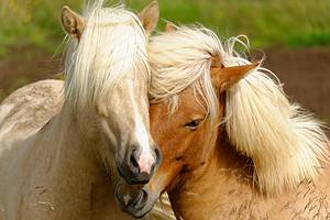 How Do Horses Communicate? Picture