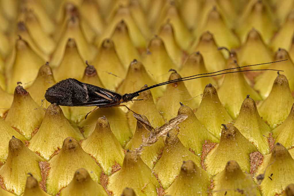 Adult Caddisfly Insect