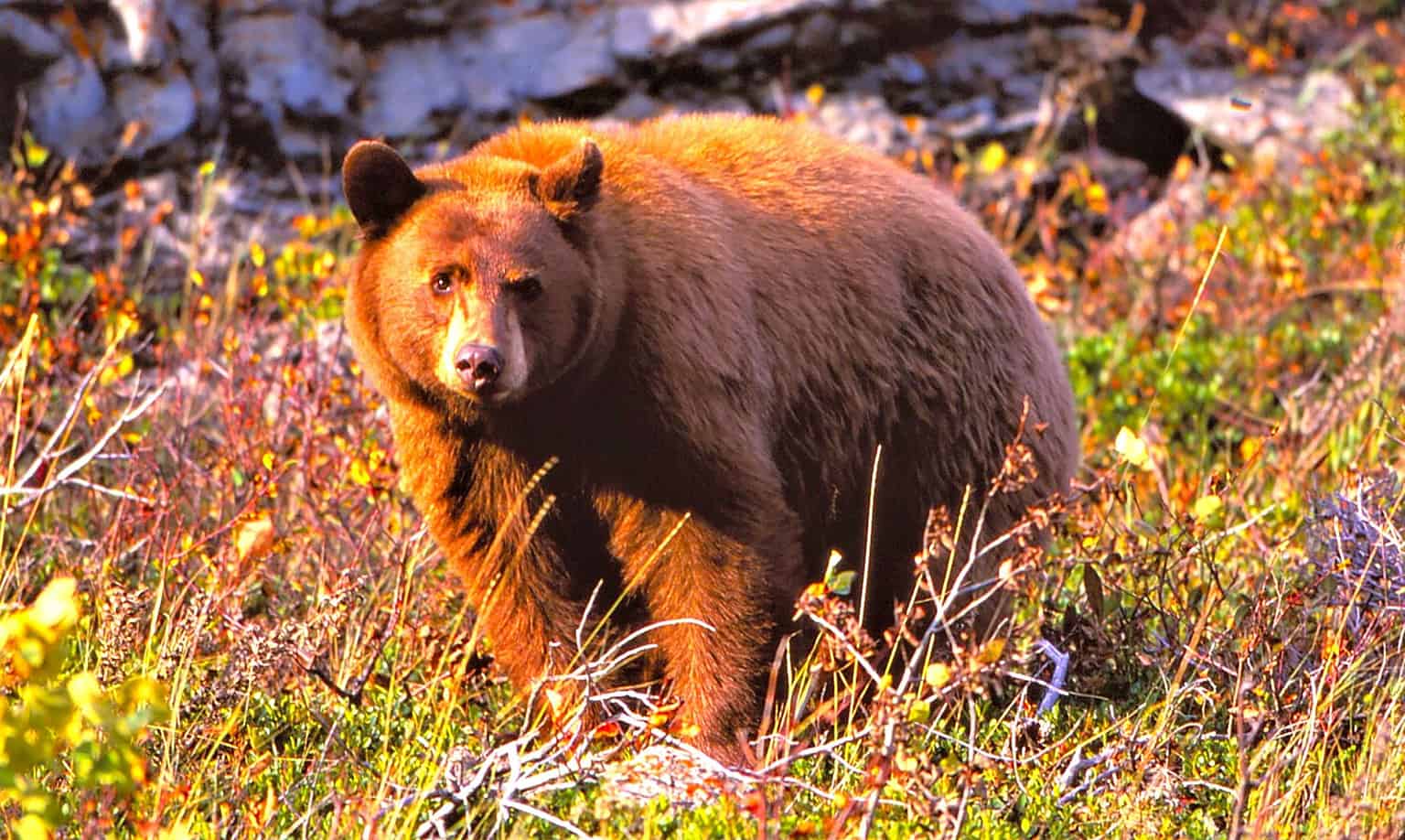 10 Places to Encounter Bears in North Carolina This Fall AZ Animals