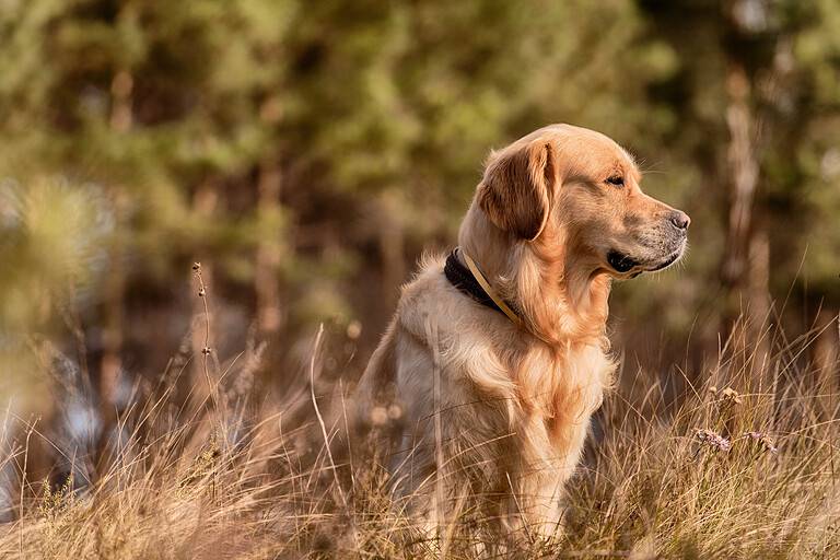 Golden retriever outdoors