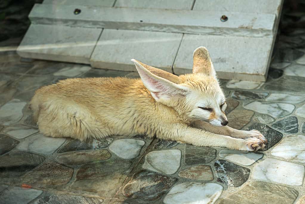 Fennec fox Vulpes zerda is a small crepuscular fox native to the deserts of North Africa