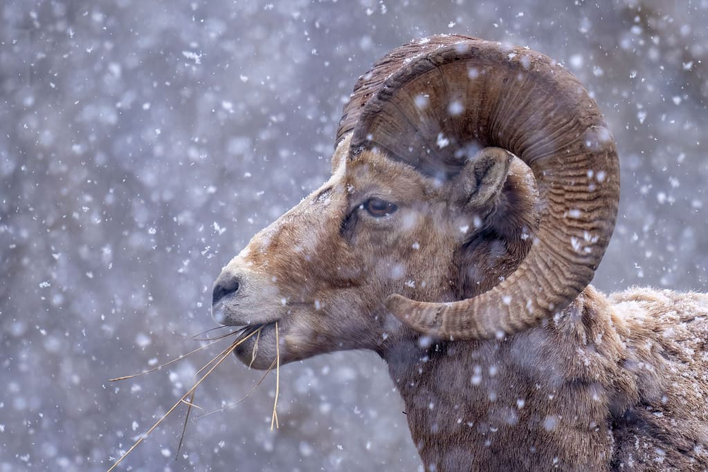 Sierra Nevada bighorn sheep standing on a snowy landscape under the snowfall