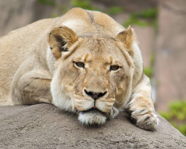 pensive lioness