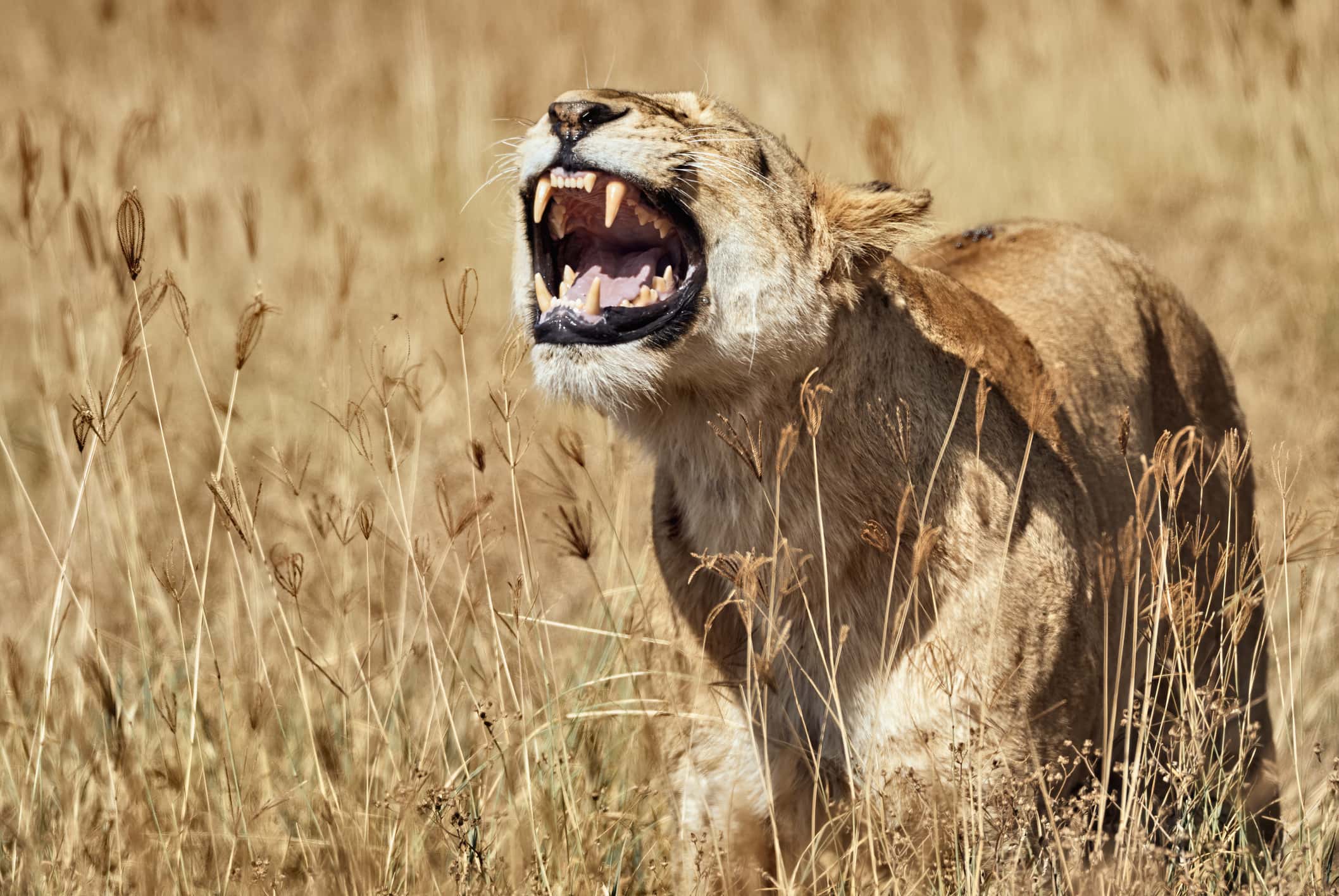 Lioness roars in the savannah