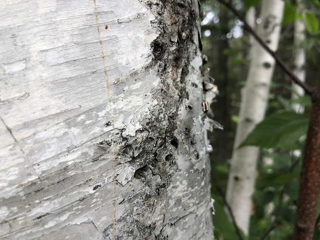 6 Signs That Something Is Wrong With Your Paper Birch Tree