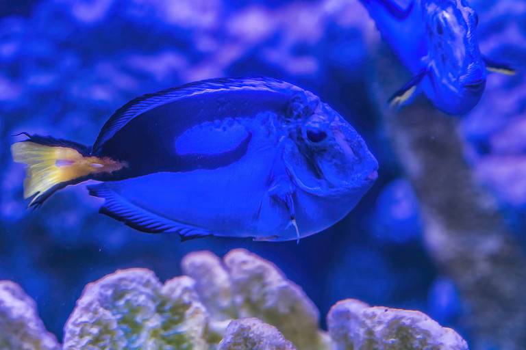 Blue Tang Fish Waikiki Oahu Hawaii
