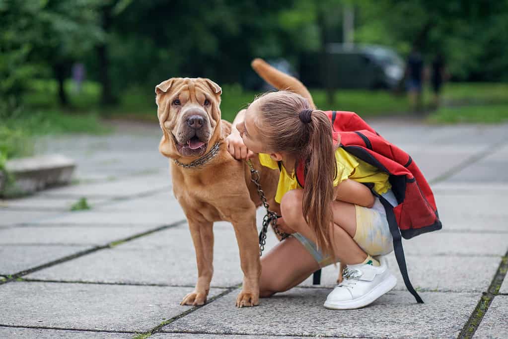Child walking with dog. School girl after school having fun dog outdoors. Pets concept