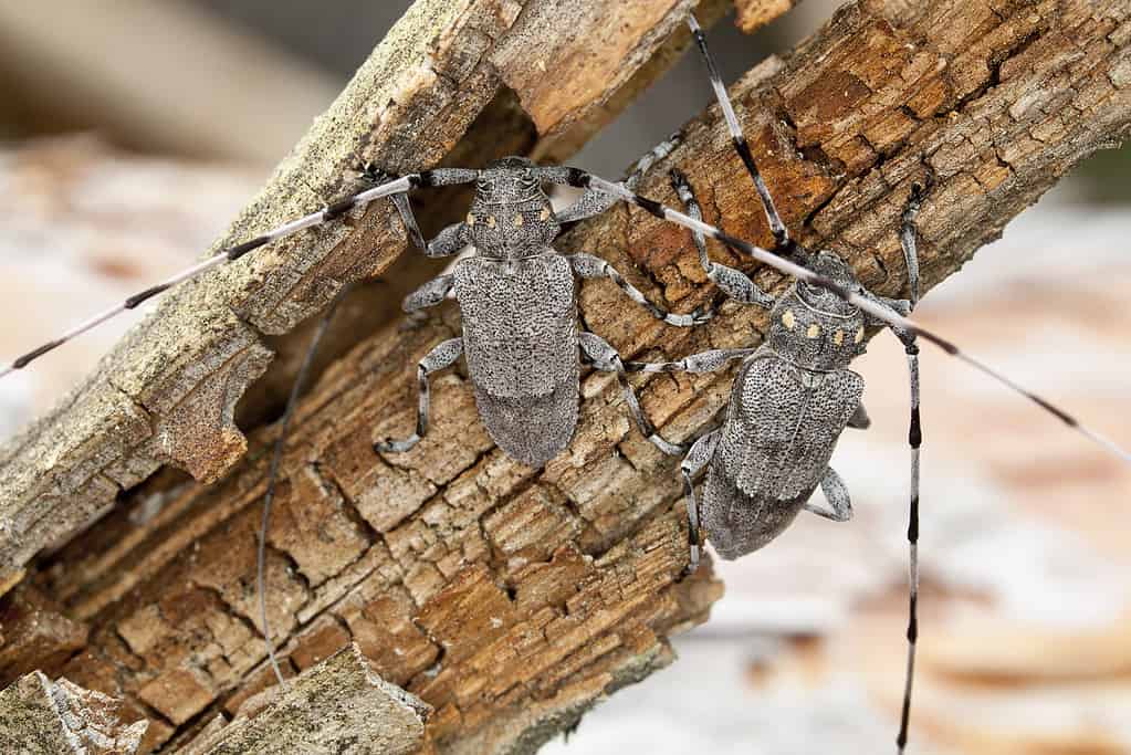 Pair of male timbermen, acanthocinus aedilis