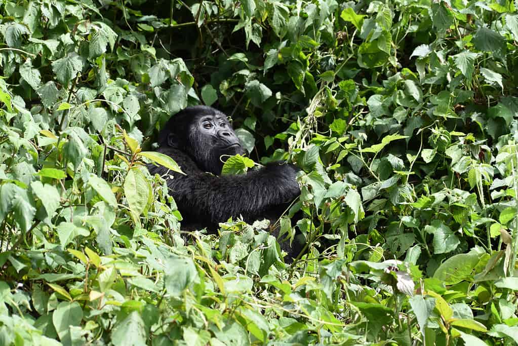 Gorillas in the Bwindi