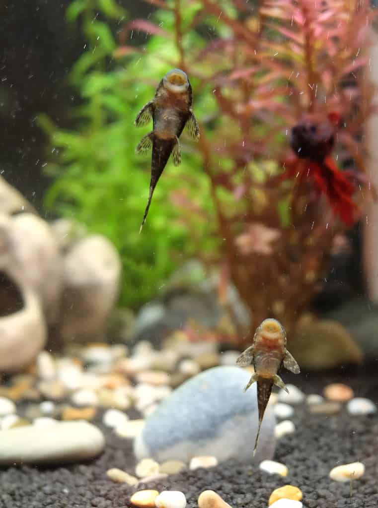 Two young Ancistrus catfish