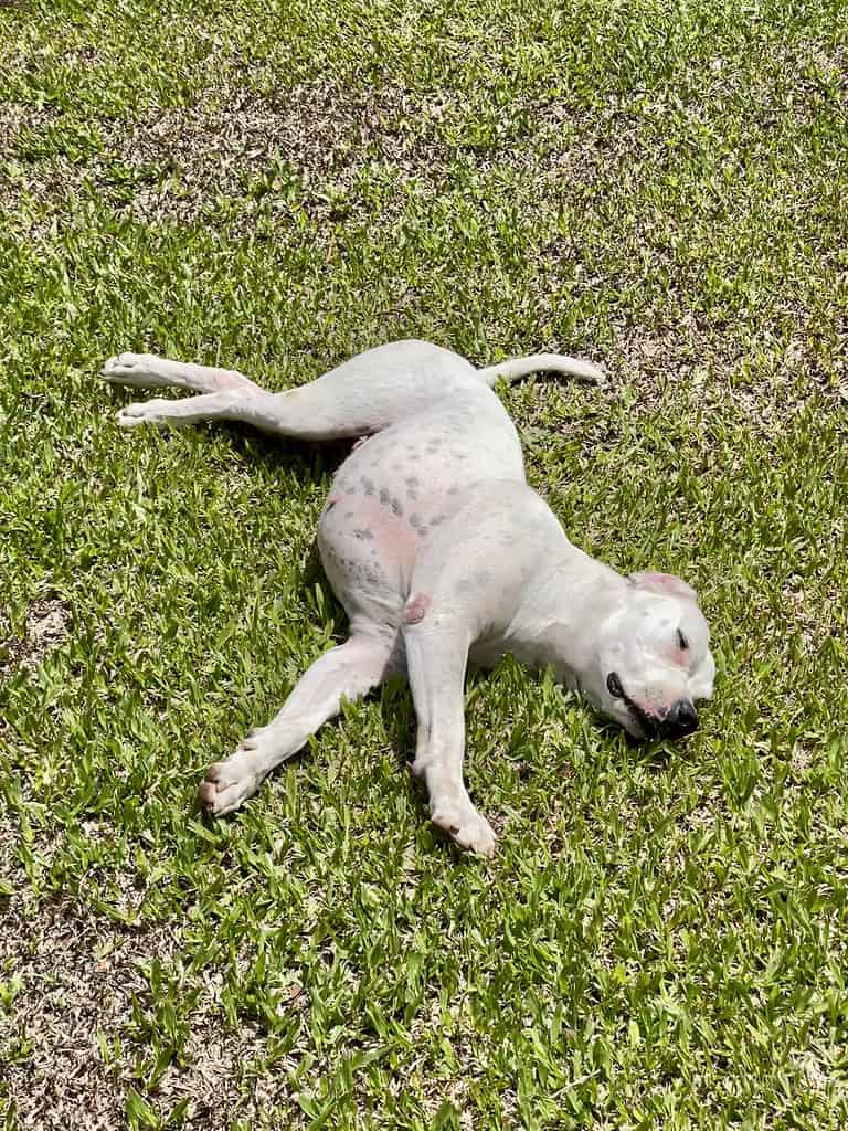 Dogo Argentino in leisure