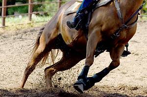 12 of The Most Popular Horse Breeds For Barrel Racing Picture