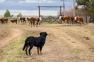 The 240+ Best Western and Cowboy Dog Names Picture