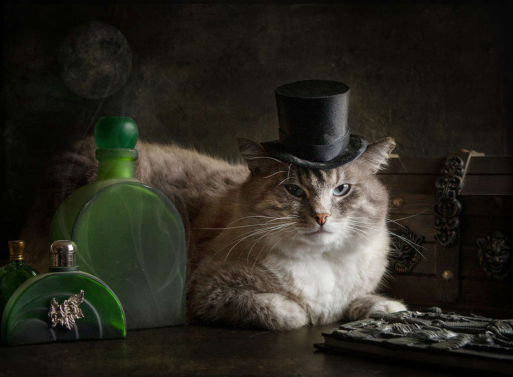 Big beautiful blue eyes domestic cat in a  black hat on his head lies with mystical magic items. 
