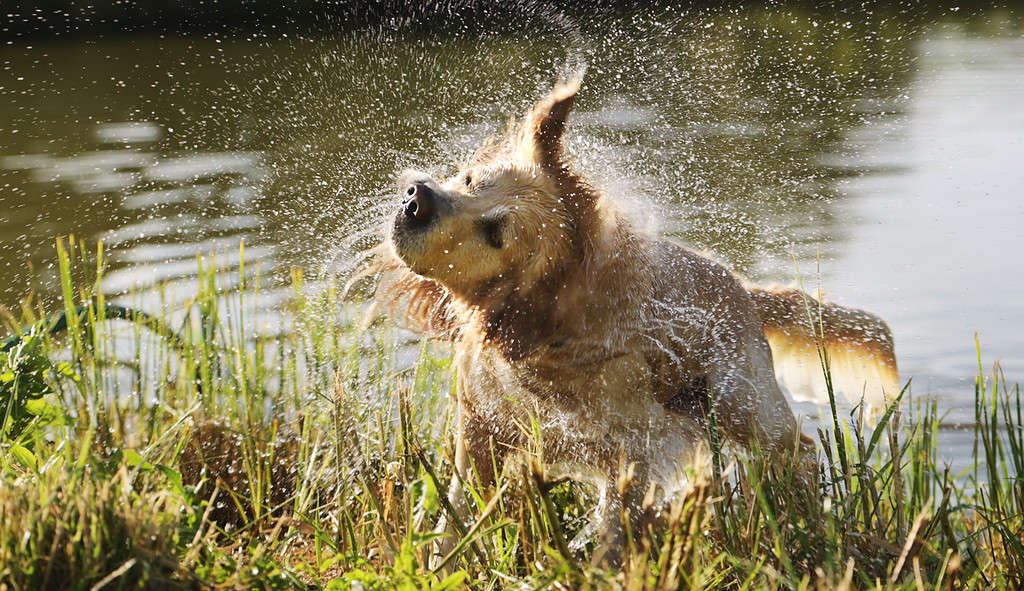 Golden retriever dog swimming in river