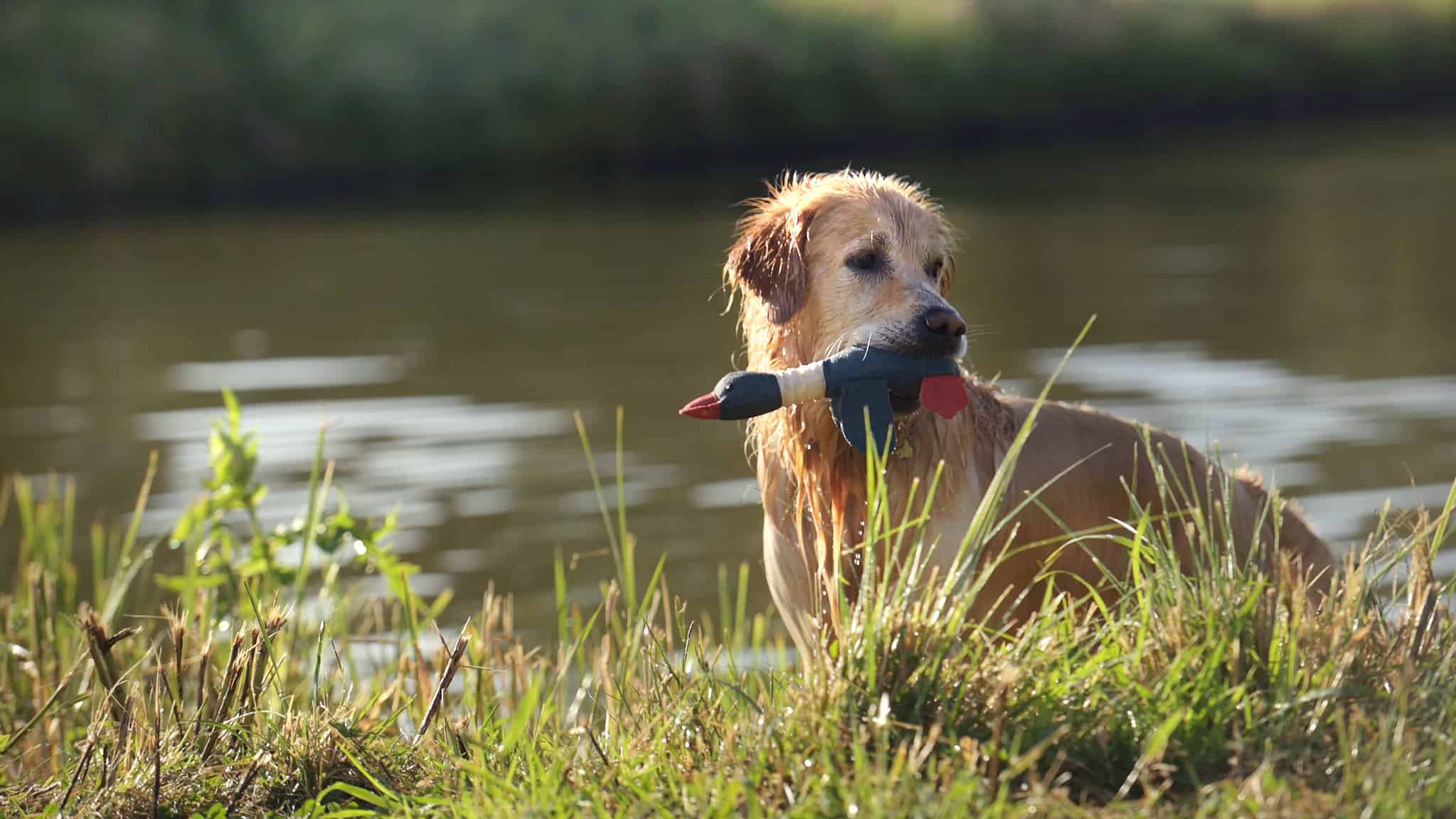 Golden Retrievers as Hunting Dogs 10 Pros and Limitations to Know A