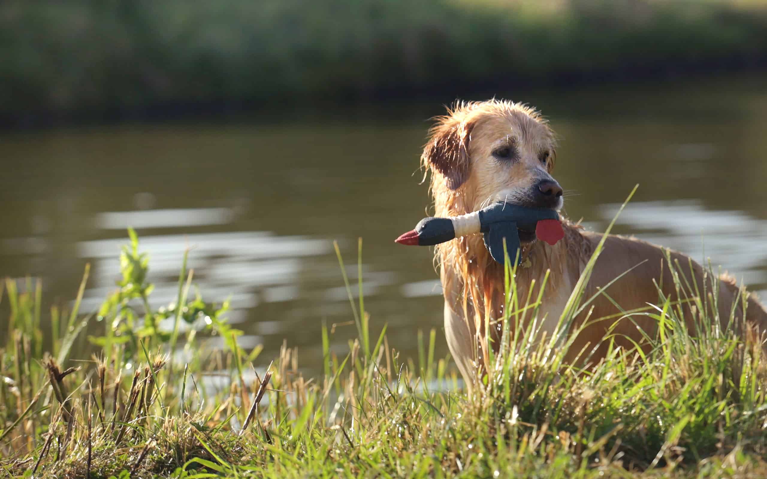 Golden retriever dog swimming in river