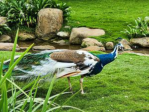 What Are Piebald Peacocks and How Rare Are They? Picture