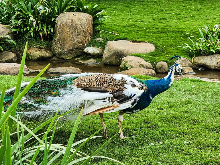 Indian peafowl birds