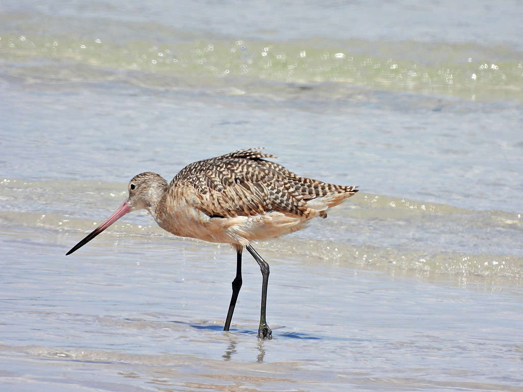 Marbled Godwit (Limosa fedoa) foraging in the Gulf of Mexico, Pinellas County