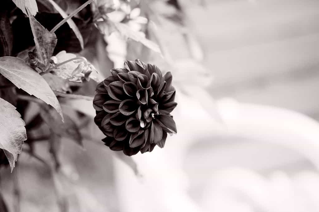 A beautiful dark dahlia in black and white