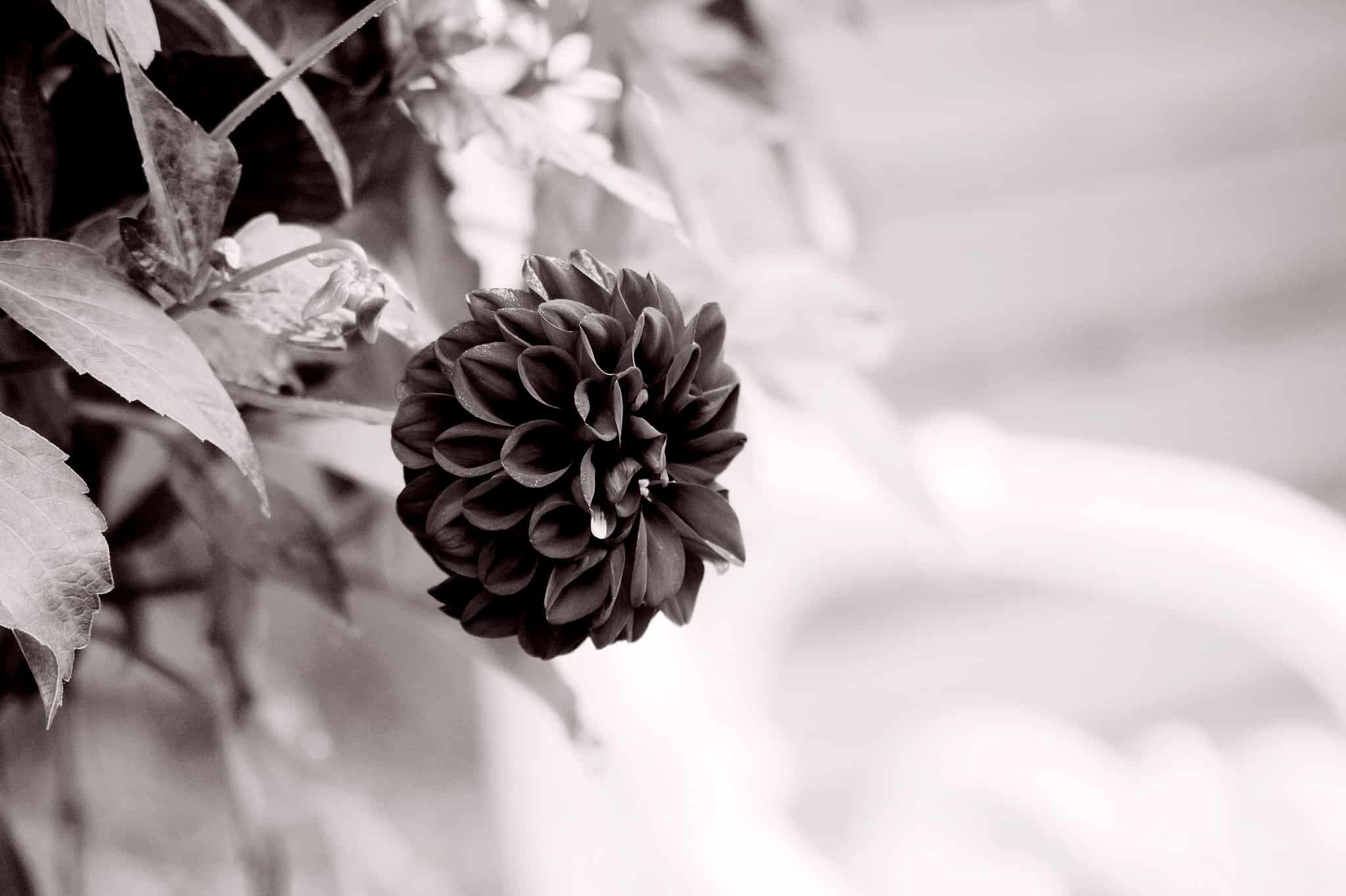 15 Insulting Flowers That Represent Hatred and Dislike AZ Animals