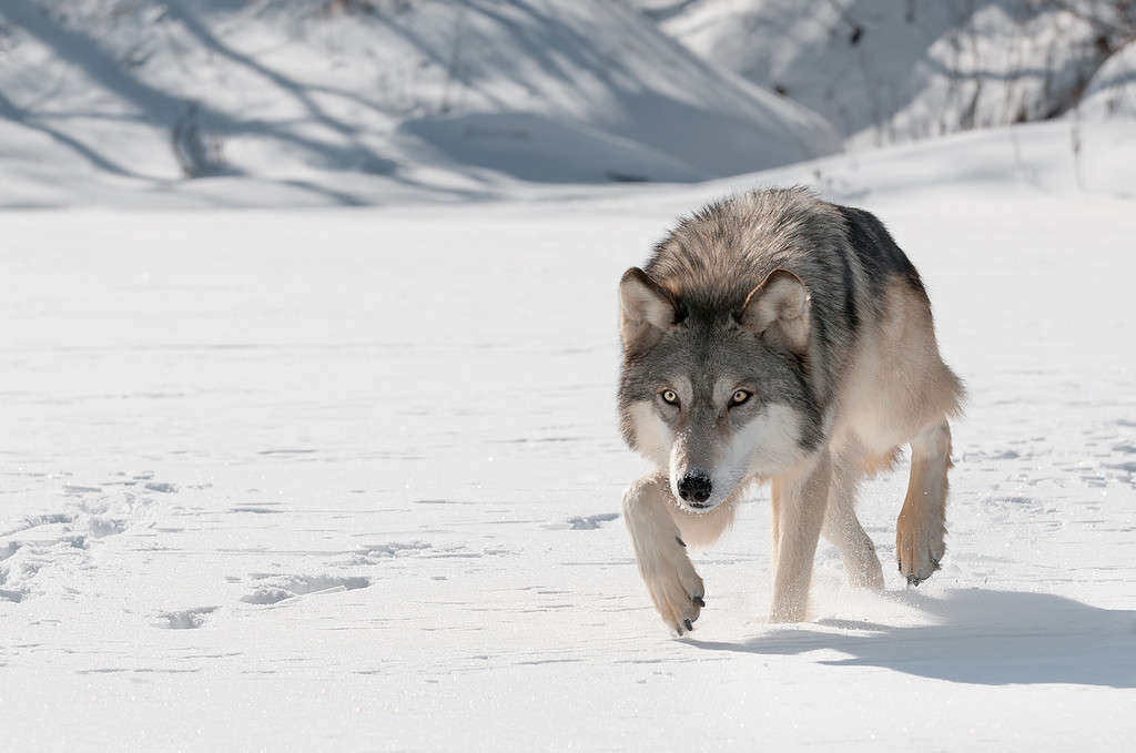 Grey Wolf (Canis lupus) Stalks Forward